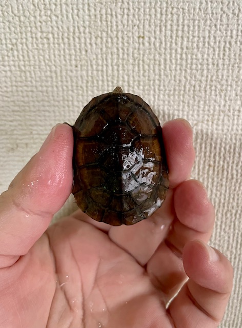 ハナナガドロガメ(甲長4.5cm)