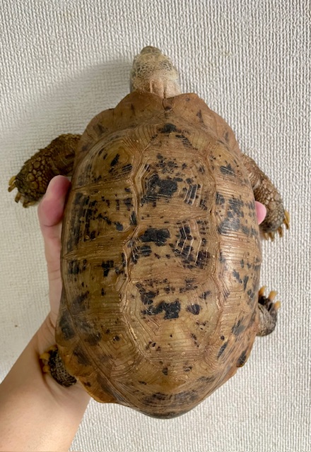 エロンガータリクガメ　アダルトペア