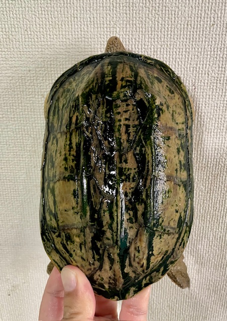 サルヴィンオオニオイガメ　アダルトペア