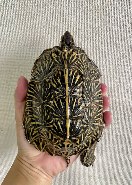 フロリダハコガメ　アダルトペア