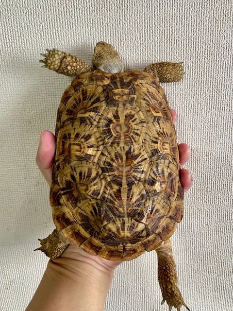 パンケーキガメ アダルトペア