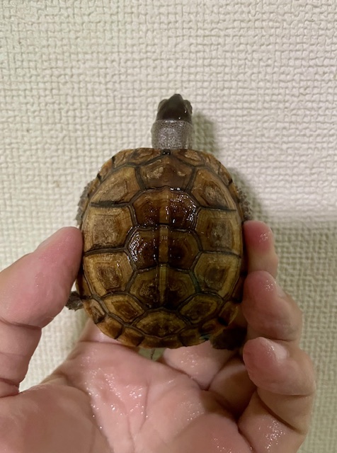 ガルフコーストハコガメ(甲長6.5cm)