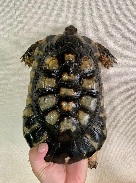 マルギナータ（甲長２５ｃｍ）オス