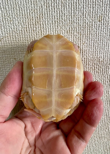 T－アルビノクサガメ（甲長８ｃｍ）