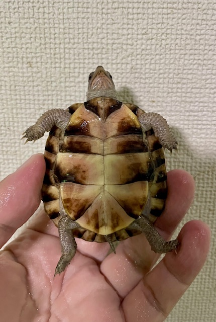 ガルフコーストハコガメ（甲長６．５ｃｍ）多甲