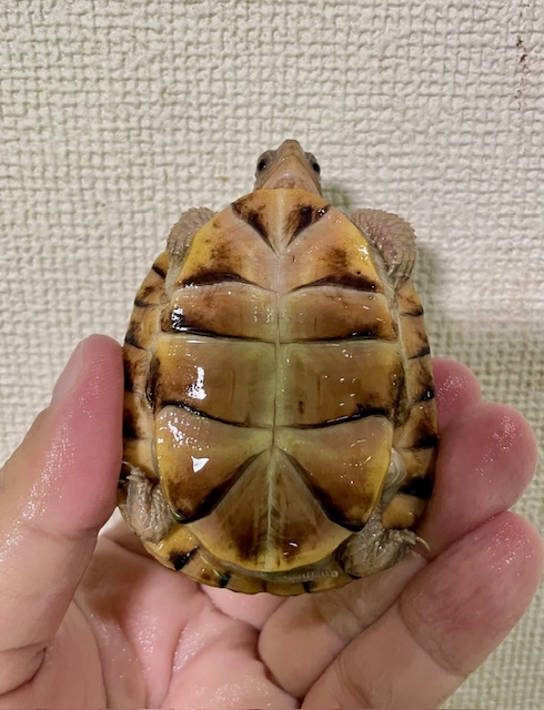 ガルフコーストハコガメ（甲長７ｃｍ）