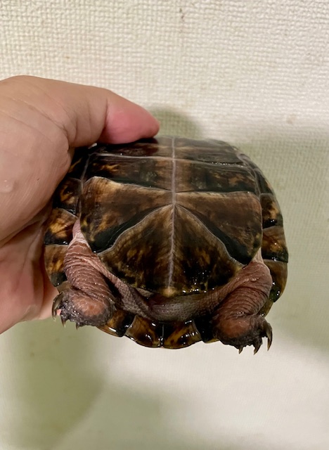 トウブハコガメ（甲長１１ｃｍ）オス