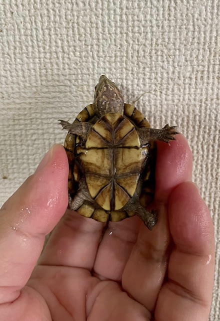 ハナナガドロガメ（甲長４．５ｃｍ）