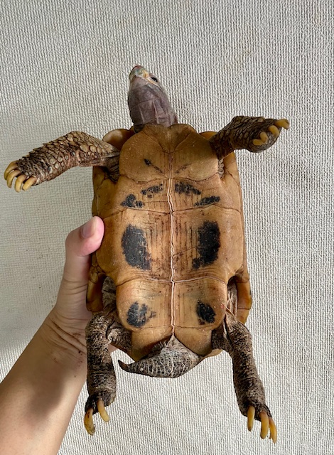 エロンガータリクガメ　アダルトペア