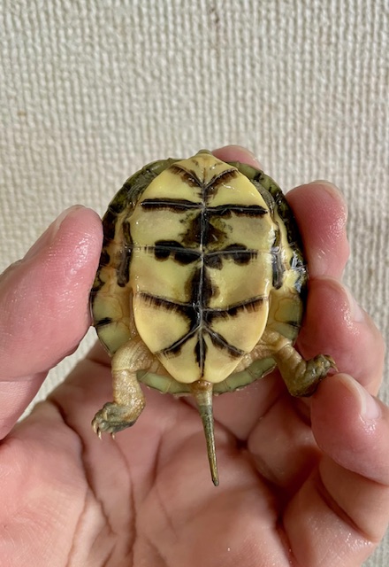 シェンシーハコガメ（甲長４．５ｃｍ）