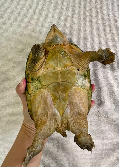 サルヴィンオオニオイガメ　アダルトペア