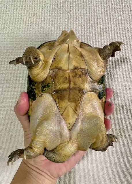 サルヴィンオオニオイガメ　アダルトペア