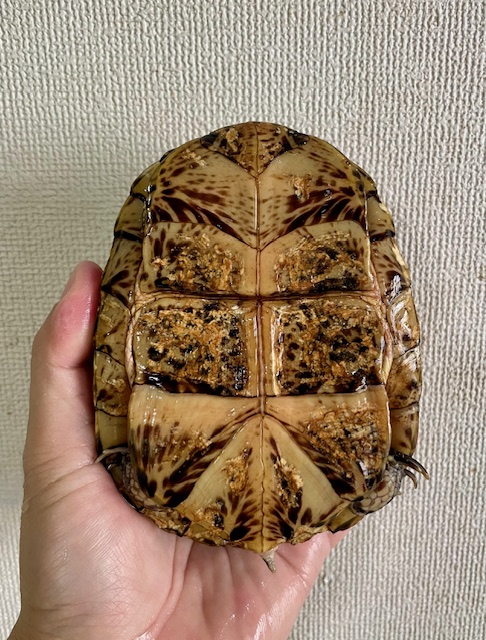 フロリダハコガメ　アダルトペア