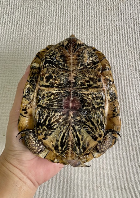 フロリダハコガメ　アダルトペア