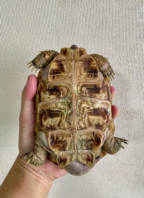 パンケーキガメ アダルトペア