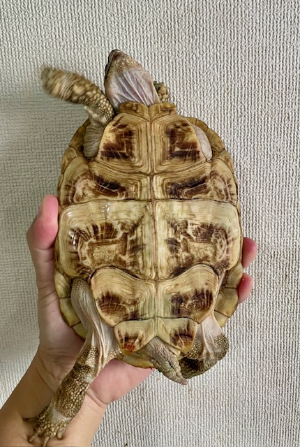 パンケーキガメ アダルトペア