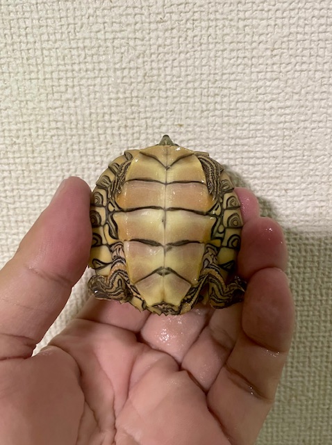 アラバマチズガメ（甲長５ｃｍ）tsdメス