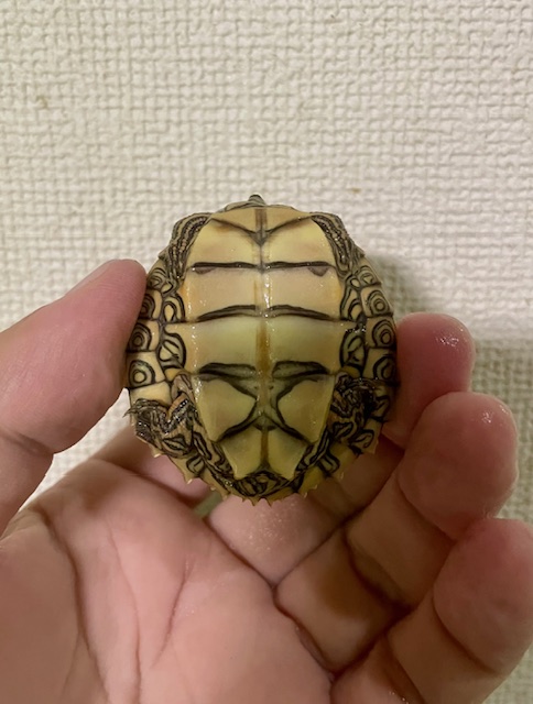 アラバマチズガメ（甲長４ｃｍ）tsdオス
