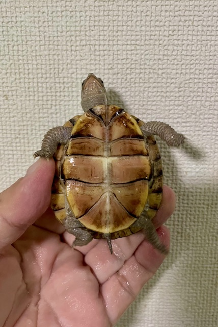 ガルフコーストハコガメ（甲長６．５ｃｍ）