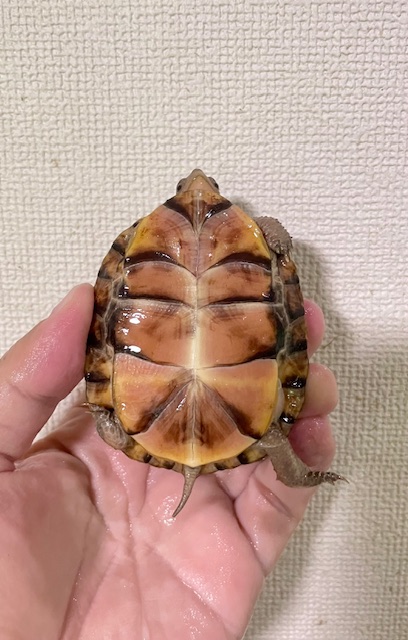 ガルフコーストハコガメ（甲長７．５ｃｍ）多甲