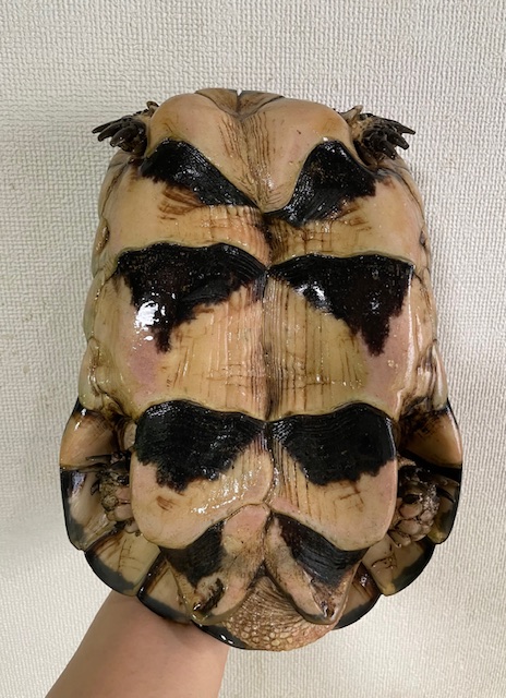 マルギナータ（甲長２５ｃｍ）オス