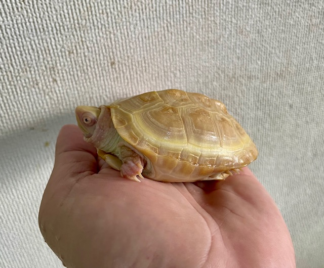 T－アルビノクサガメ（甲長８ｃｍ）