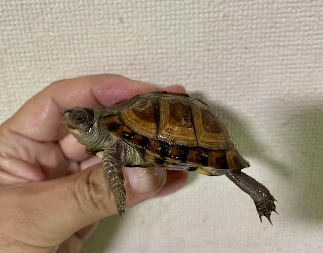 ガルフコーストハコガメ（甲長６．５ｃｍ）多甲