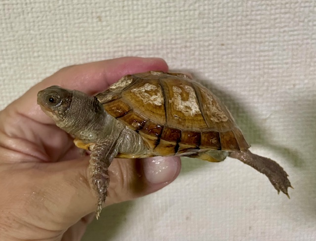 ガルフコーストハコガメ（甲長７ｃｍ）