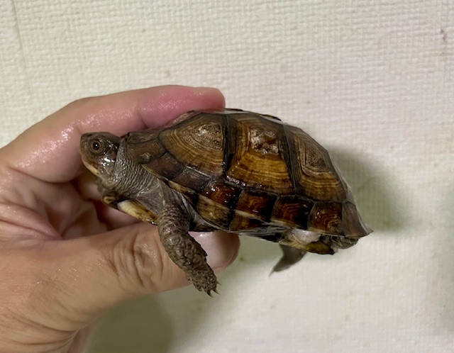 ガルフコーストハコガメ（甲長８ｃｍ）