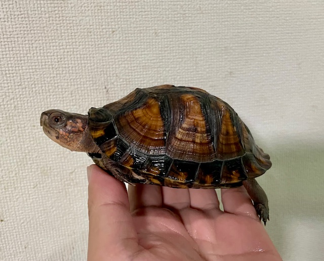 トウブハコガメ（甲長１１ｃｍ）オス