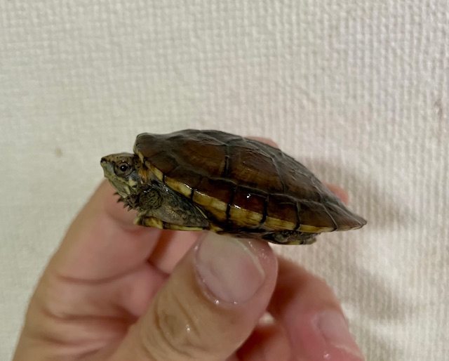 ハナナガドロガメ（甲長４．５ｃｍ）