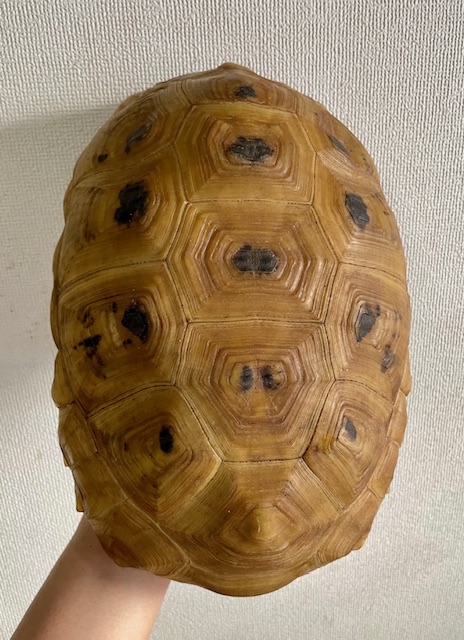 エロンガータリクガメ アダルトペア