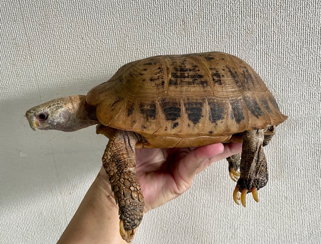 エロンガータリクガメ　アダルトペア