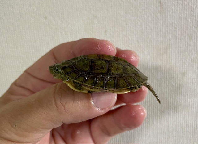 シェンシーハコガメ（甲長４．５ｃｍ）