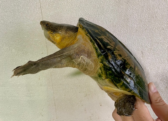 サルヴィンオオニオイガメ　アダルトペア