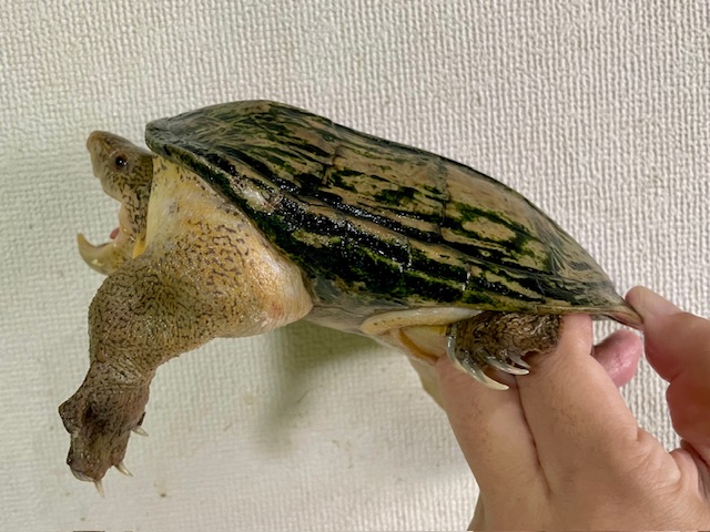 サルヴィンオオニオイガメ　アダルトペア