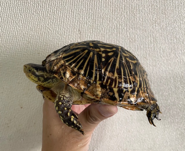 フロリダハコガメ　アダルトペア