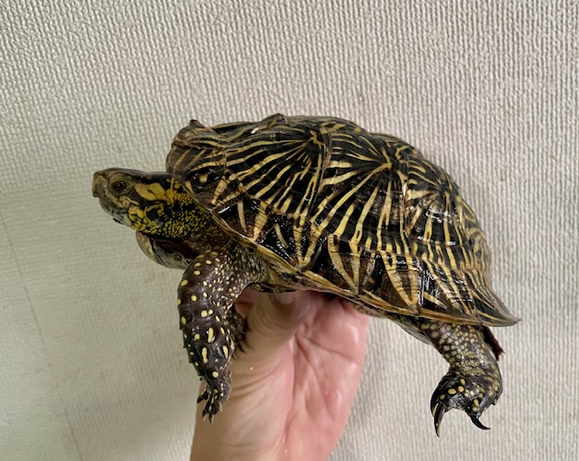 フロリダハコガメ　アダルトペア