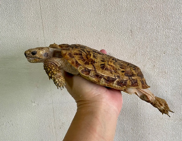 パンケーキガメ アダルトペア