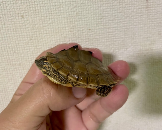 アラバマチズガメ（甲長５ｃｍ）tsdメス