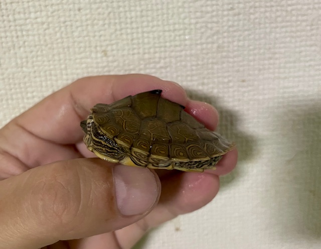 アラバマチズガメ（甲長４ｃｍ）tsdオス