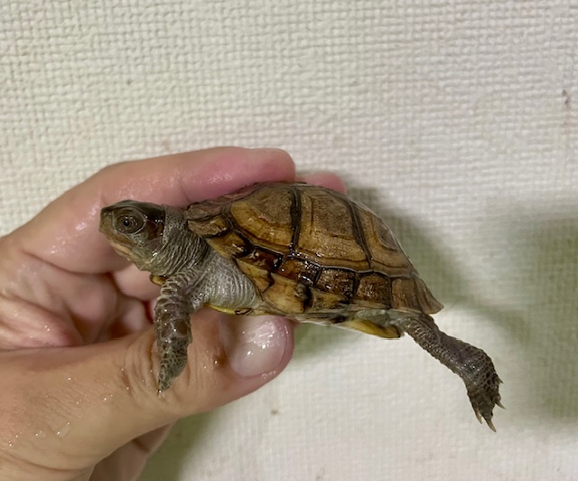 ガルフコーストハコガメ（甲長６．５ｃｍ）
