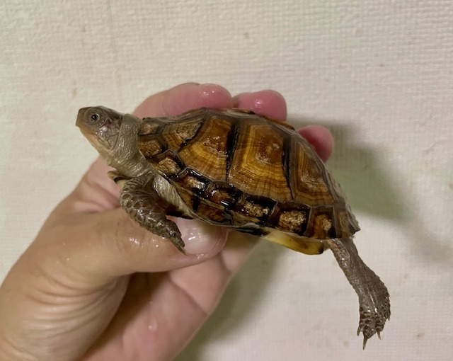ガルフコーストハコガメ（甲長７．５ｃｍ）多甲