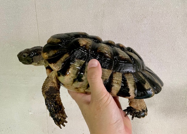 マルギナータ（甲長２５ｃｍ）オス