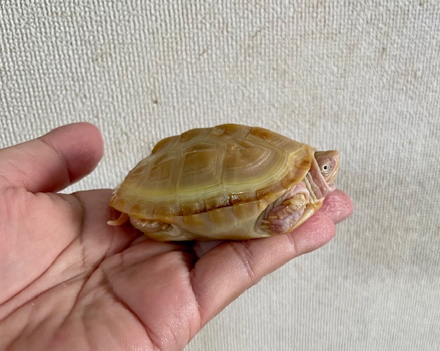 T－アルビノクサガメ（甲長８ｃｍ）