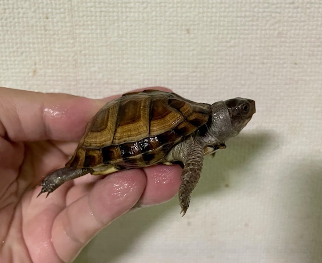 ガルフコーストハコガメ（甲長６．５ｃｍ）多甲