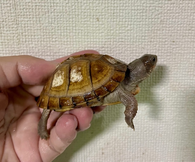 ガルフコーストハコガメ（甲長７ｃｍ）