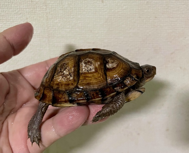 ガルフコーストハコガメ（甲長８ｃｍ）