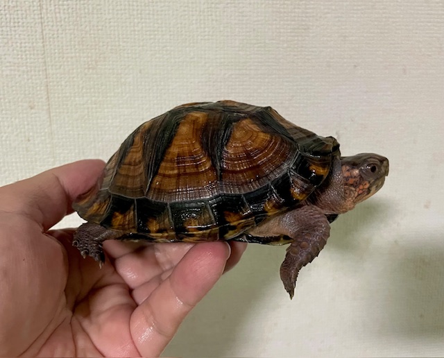 トウブハコガメ（甲長１１ｃｍ）オス