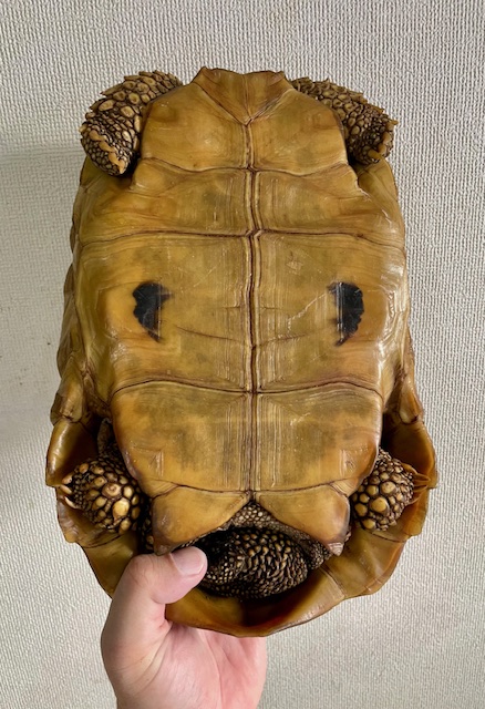 エロンガータリクガメ　アダルトペア